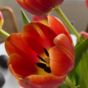 Meet your Posher, Dahlia